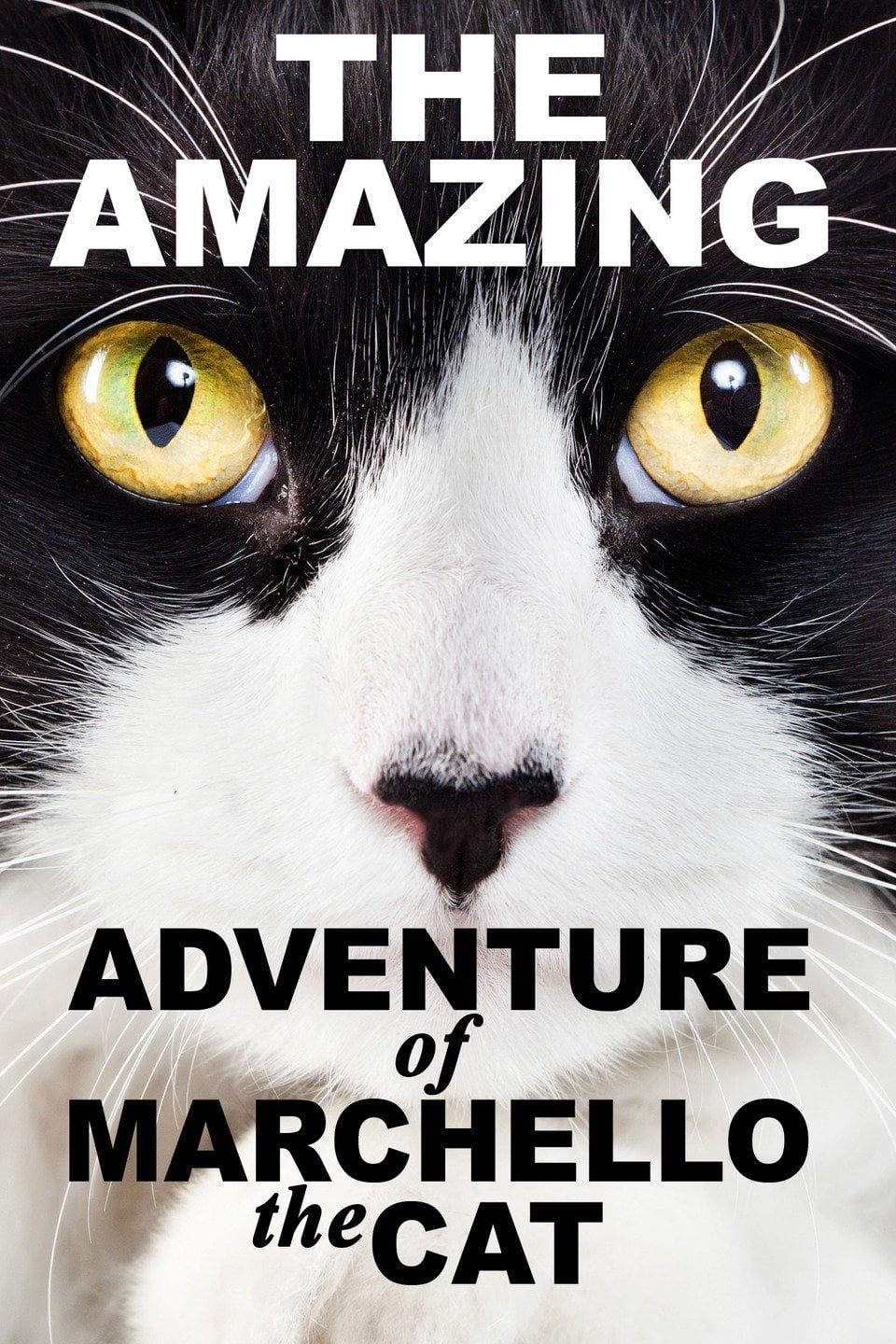 Постер A Cat's Tale